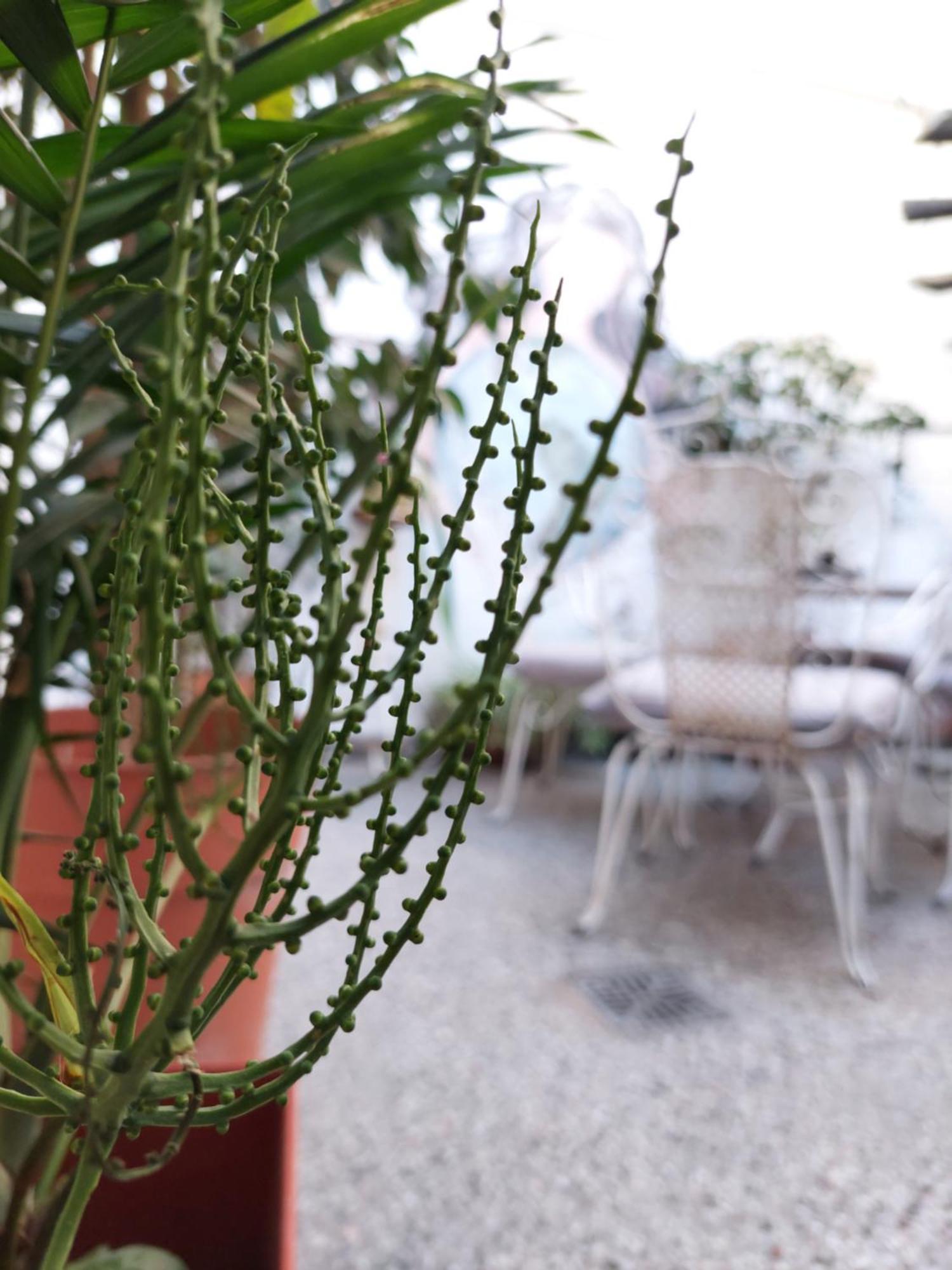 Hostal La Pachamama Salta Esterno foto